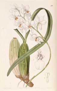 Cuitlauzina pulchella - Miss Drake